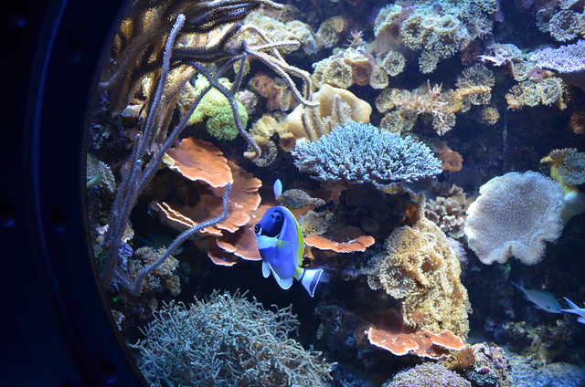 Biosphaere Potsdam aquarium blue fish and coral