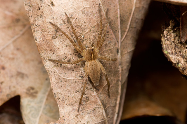 64: Nursery-Web Spider