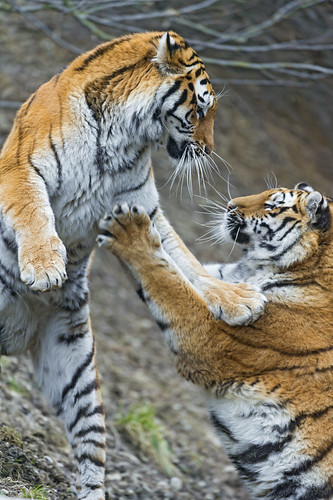 Mother against daughter! by Tambako the Jaguar