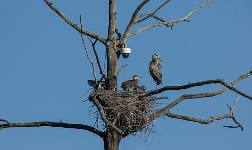Great Blue Heron family in Sapsucker Woods