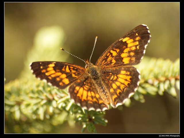 Pearl Crescent Butterfly (Phyciodes tharos)