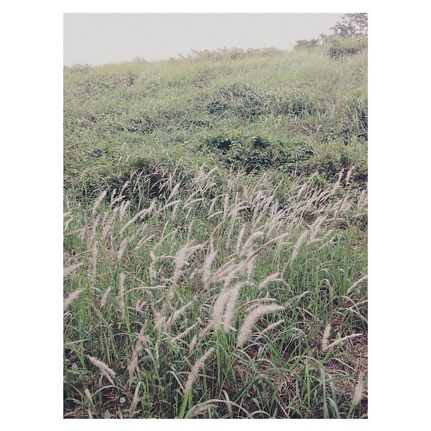 Silver grasses #squaready #vscocam