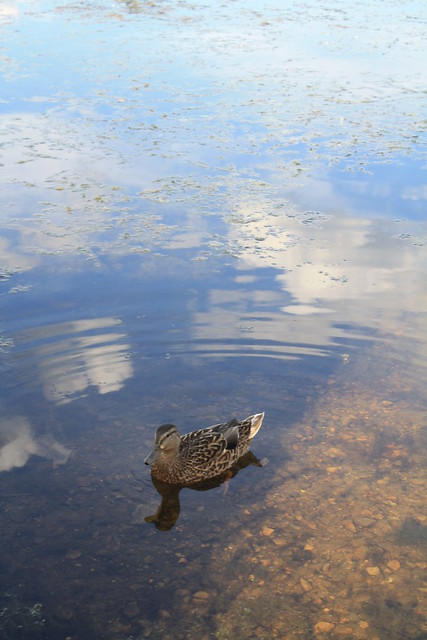 Pond Duck