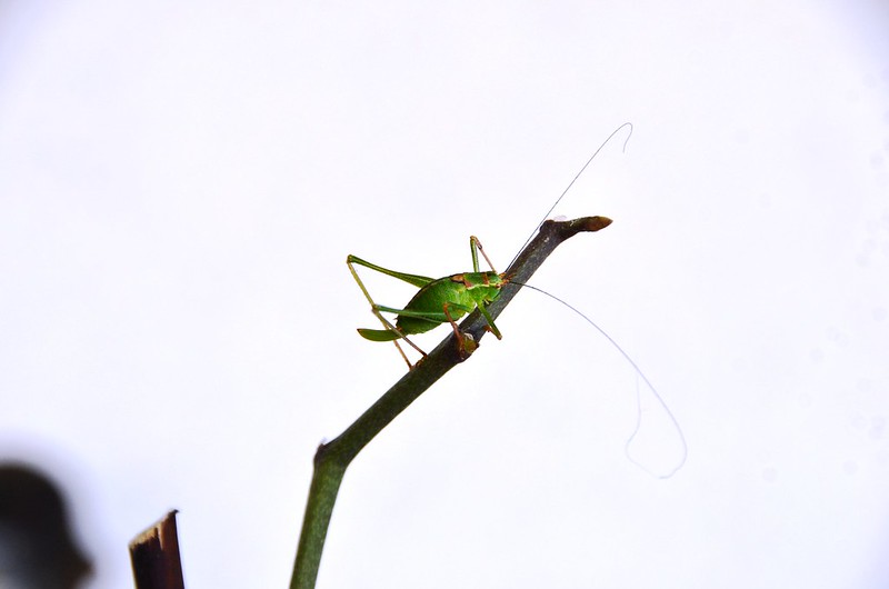 Grasshopper on the orchid