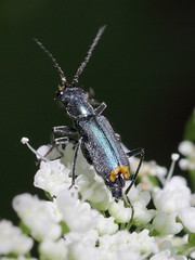 Melyridae - soft-wing flower beetles