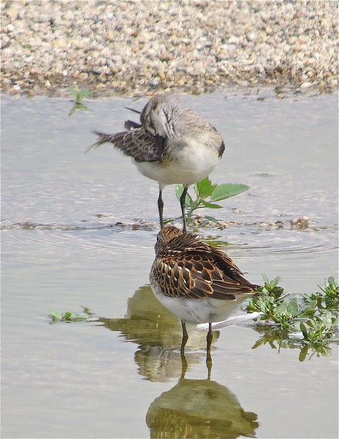 Semipalmated and Least Sandpipers at El Paso Sewage Treatment Center in Wooford County, IL 01