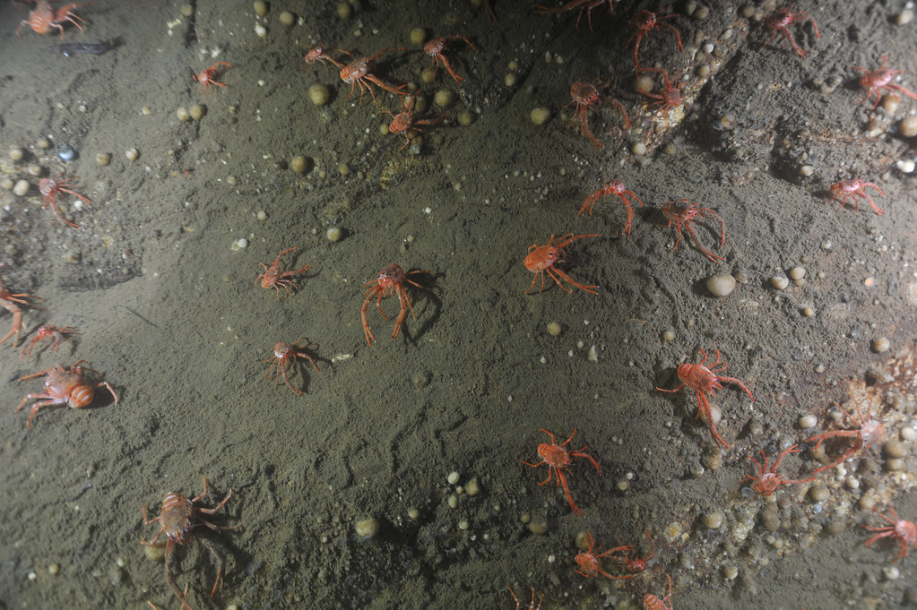 A colony of squat lobsters (Munida quadrispina) in Saanich Inlet captured on camera during the VENUS cruise in the fall 2011 at 96m.