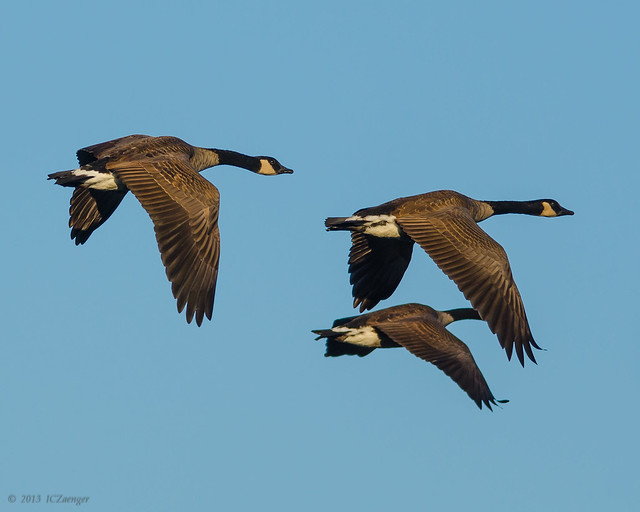 Geese heading out 01
