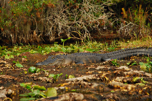 Swamp Gator {Explored 11/19/2013}