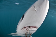 僥倖逃離延繩釣鉤的鋸峰齒鮫(Blue Shark)（攝影：Terry Goss）