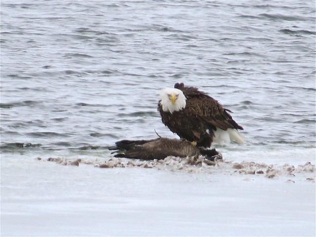 Bald Eagle Eating Canada Goose at Evergreen Lake in Woodford County 17