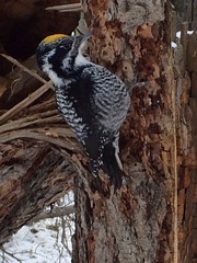 Woodpecker, NW U.S.A