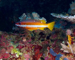 13.05.19 Bootless Bay Dives - Papua New Guinea