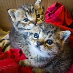 BK's Kittens