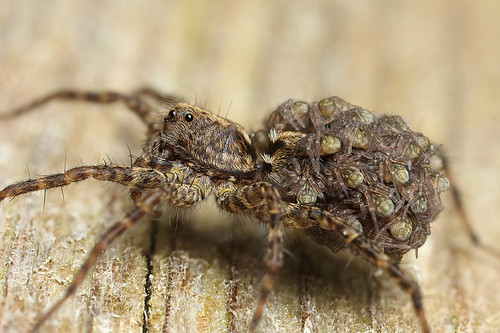 Wolf spider mum with babies #6 by Lord V