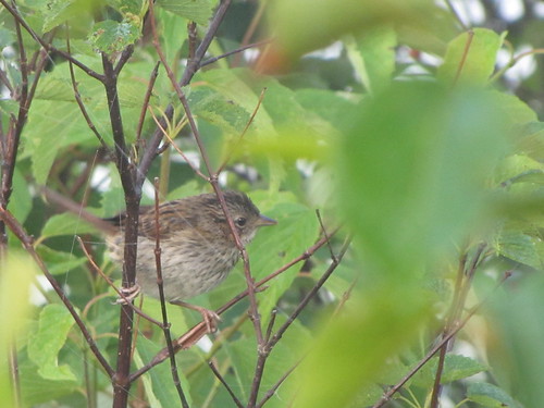 Swamp Sparrow (young)