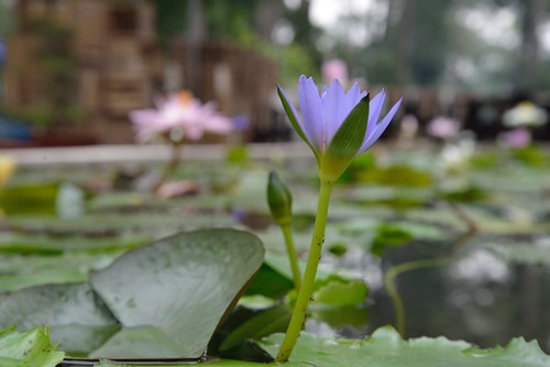 Water Lily, in a park, in Saigon by kewl