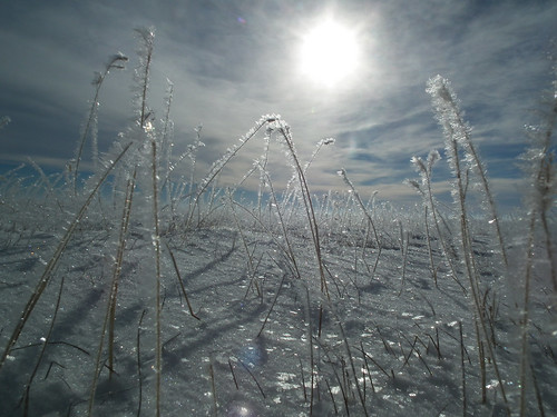 On January 9, 2014, the weather cooperated (the temperature was about 15 degrees) while NRCS met with ranchers to inspect their completed burial pits. In this photo, the heavy fog and cold temperatures created a frost on the blue grama stems.