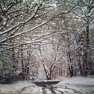 I prefer this shot in the fall with pretty leaves, but this ain't bad... #snow #trees #driveway #newengland #winterwonderland