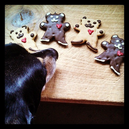Tut checking out the Valentine's Day cookies #dogstagram #dogtreats #instadog #coonhoundmix #ilovemydogs