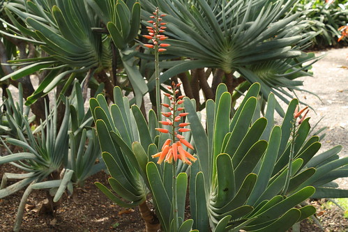Aloe plicatis, Botanical garden, Tenerife by Liz21UK