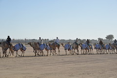 2013-UAE-Dec-Camel-Race-Track