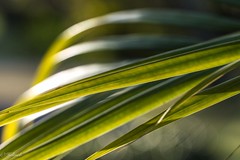 feuilles de palmier 