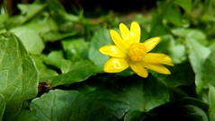 Yellow flower (anemone mud) [anemone luto]