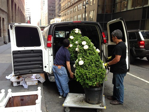 Loading ornamental trees outside Cipriani's, NYC