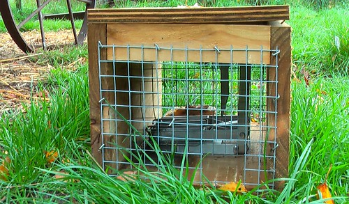 Stoat trap
