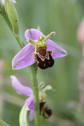 bee orchid Ophrys apifera