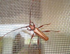 Longhorn beetle (H)