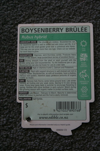 2013-08-06 - Farmlet - 12 - Boysenberry variety Brulee packet back