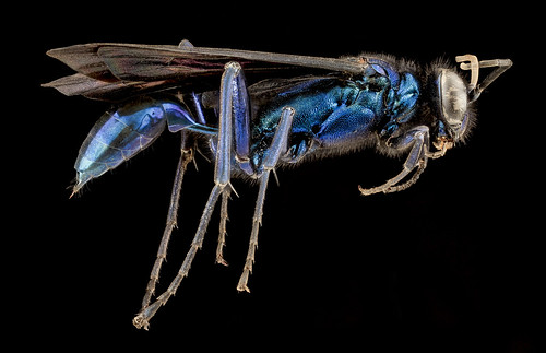 Chalybion californicum, F, side, MD, PG County_2013-08-08-14.01.04 ZS PMax