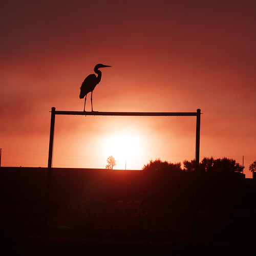 heron_sunrise