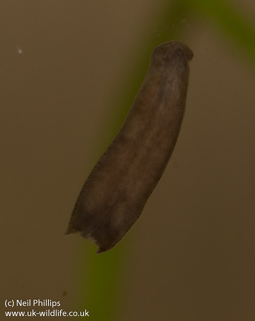 Polycelis felia flatworm