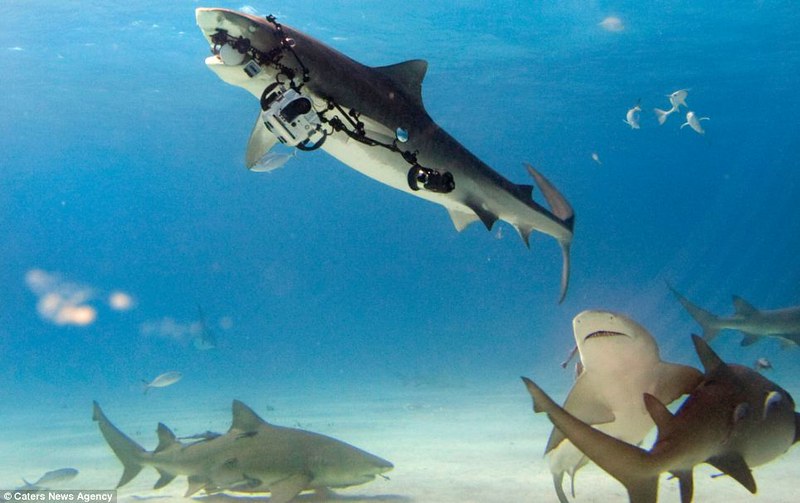 Tiger Shark STEALS diver's $18,000 camera rig