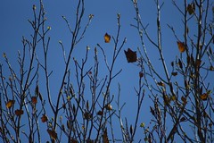 			Klaus Naujok posted a photo:	Just a few leaves left on my neighbor's tree.
