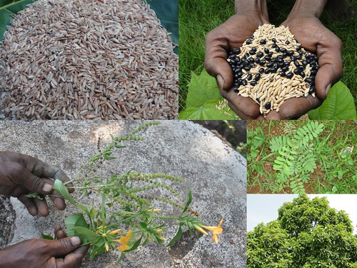 Validated Medicinal Rice Formulations for Diabetes and Cancer Complications and Revitalization of Pancreas (TH Group-134) from Pankaj Oudhia’s Medicinal Plant Database by Pankaj Oudhia