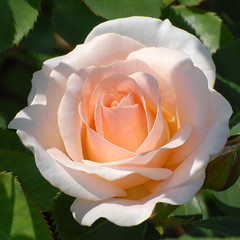 Central Park Roses 6-8-2012A