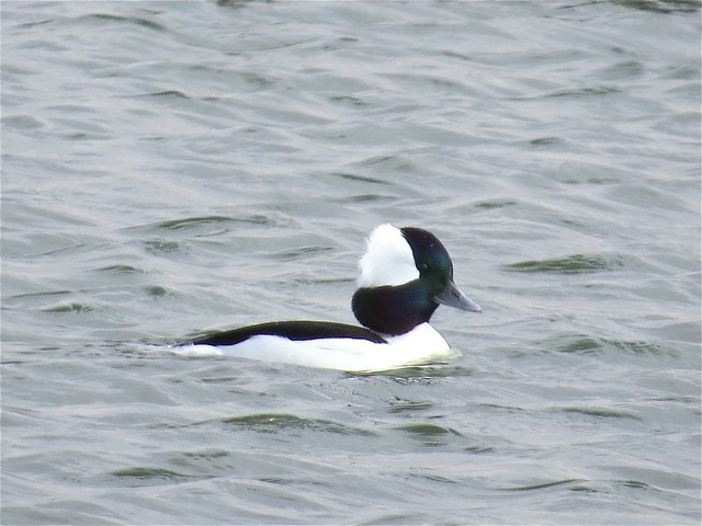 Bufflehead at Gridley Wastewater Treatment Ponds in McLean County, IL