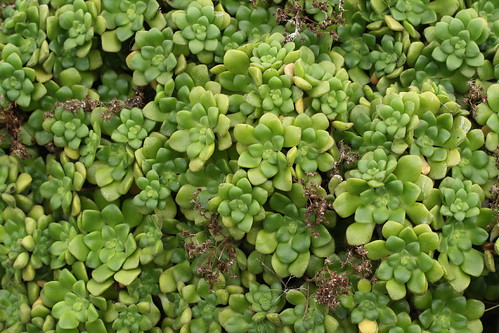 Aeonium lindleyi ssp lindleyi.1 by Liz21UK