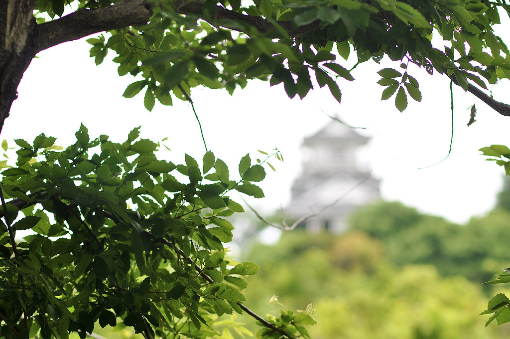 Hamamatsu Castle View Through Trees