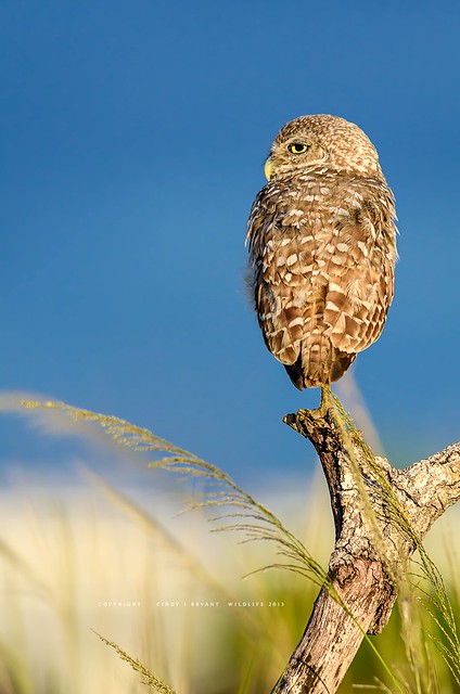 Burrowing Owl, Inspired by the Seaside