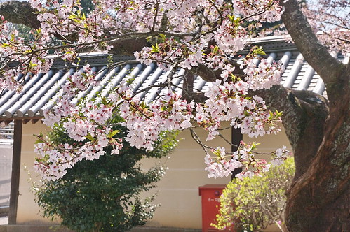 【写真】桜 : 毘沙門堂