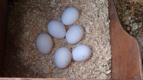 hatching eggs June 13