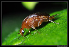 Coleoptera/Mordellidae