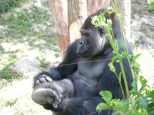 Zoo Schmiding: Gorillas 15 by W i l l a r d