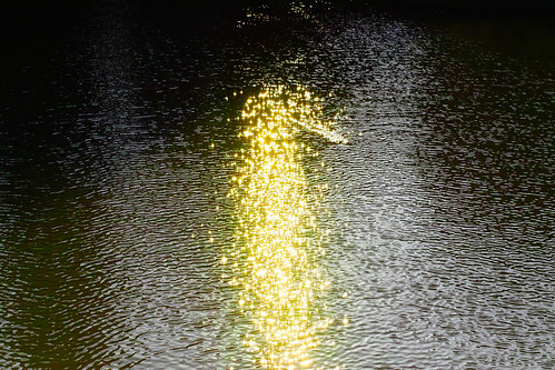 The fairy of a golden swan by leicadaisuki