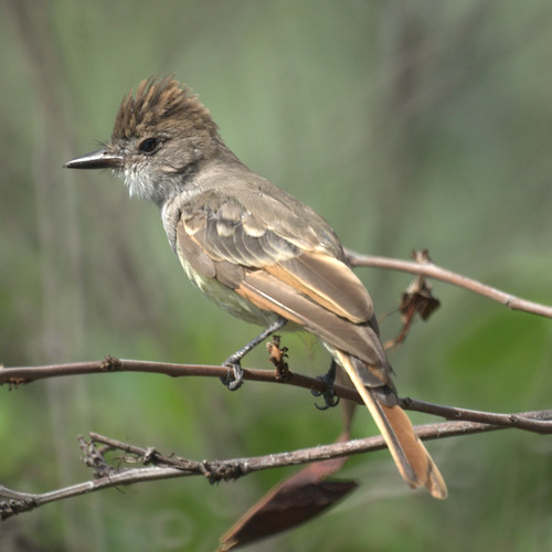 Flycatcher (Ash-throated?)